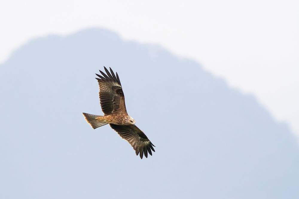 A stunning juvenile Black Kite 