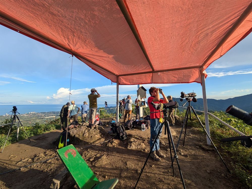 Station 2 could be seen from miles away last year, thanks to its strikingly red tarp. Although this did not seem to bother the birds much, with plenty of eye-level, close views of raptors. Photo by Paula Menzel.