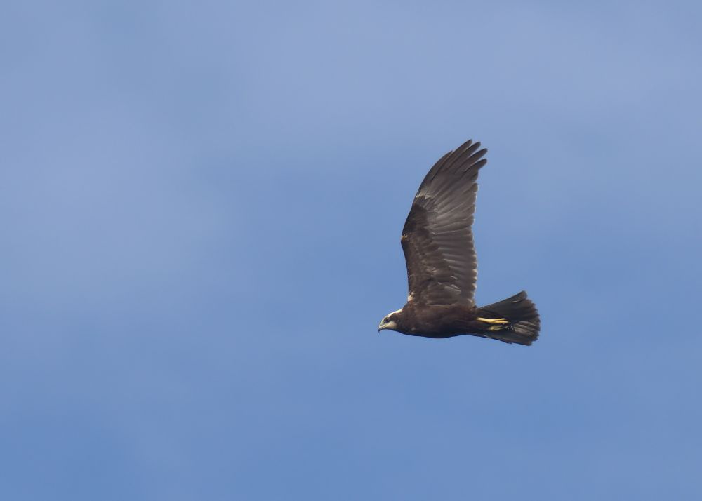 Marsh Harrier. Photo by Nikolina Bukovac