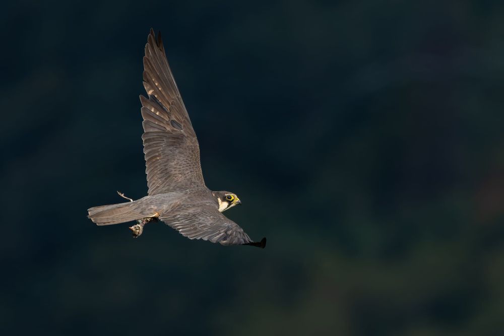 Hobby leaving with a prey after it fought over the prey with another Hobby — an amazing display of their aerial acrobatics. Photo by Bart Hoekstra.