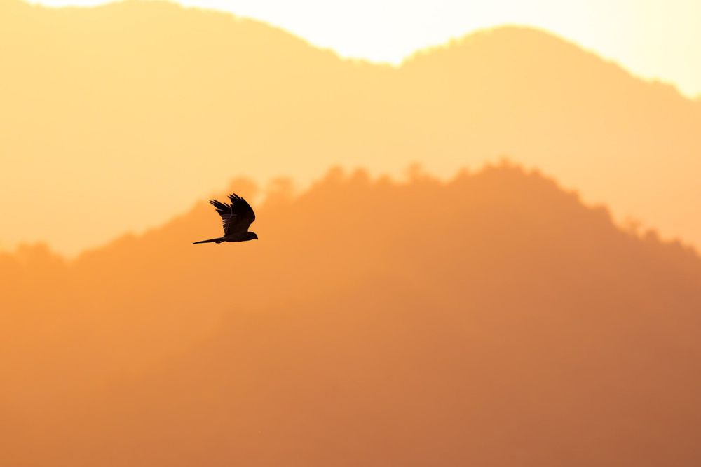 A male Montagu's Harrier flying by at sunrise. Photo by Bart Hoekstra.