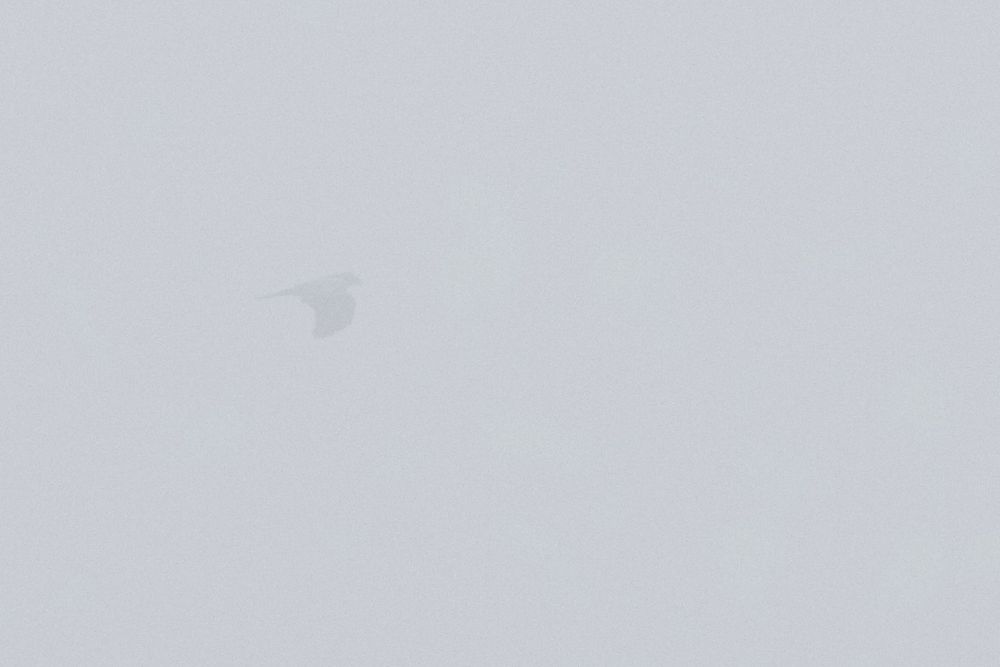 Black Kite making it's way through the mist - though views, yet so rewarding! Photo by Bart Hoekstra.