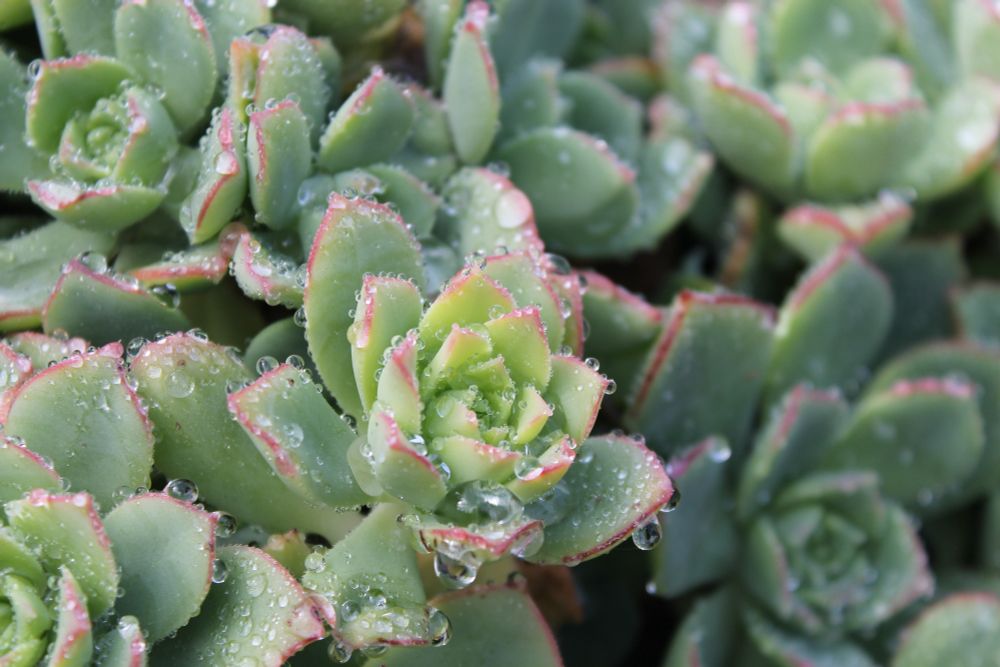 Close-up image of green succulent plants with thick, fleshy leaves edged in pink. Water droplets cling to the surface of the leaves, adding a fresh, dewy appearance. The tightly packed rosettes create a lush, textured pattern across the frame.

Photograph by me (A.G.) Image is not to be copied, distributed, or displayed without my permission. 