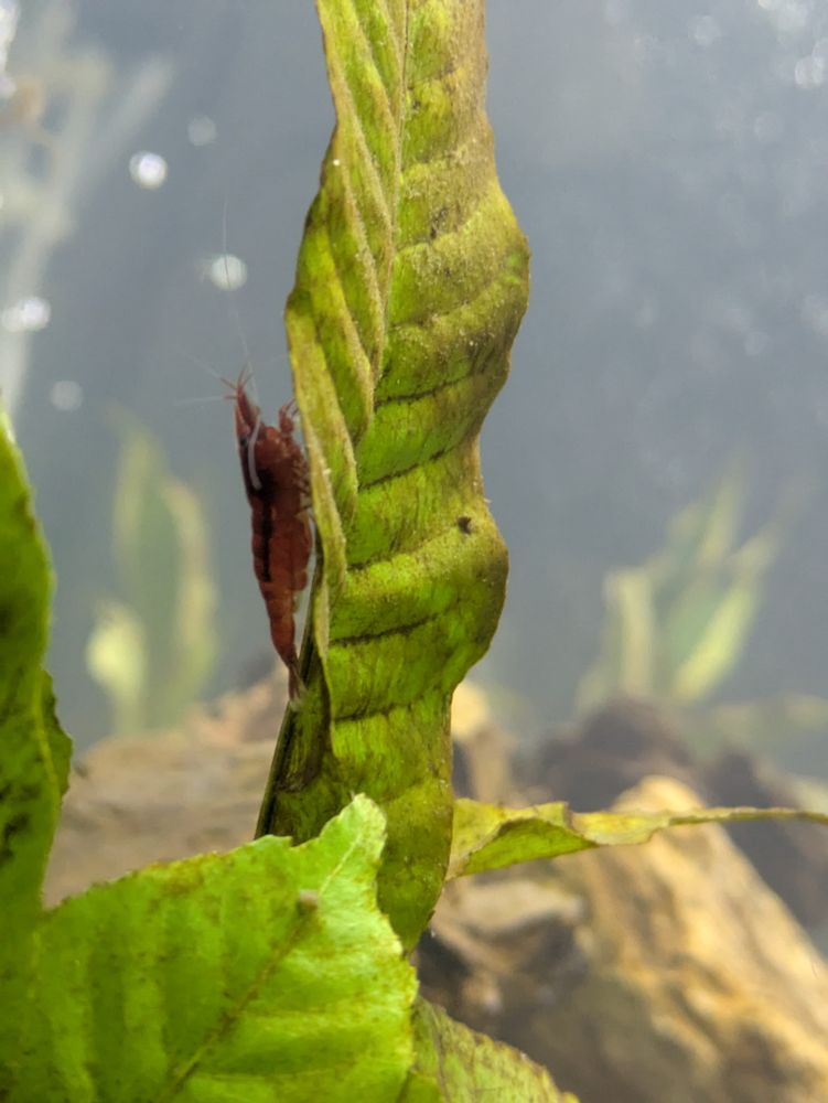Shrimp cleaning a leaf