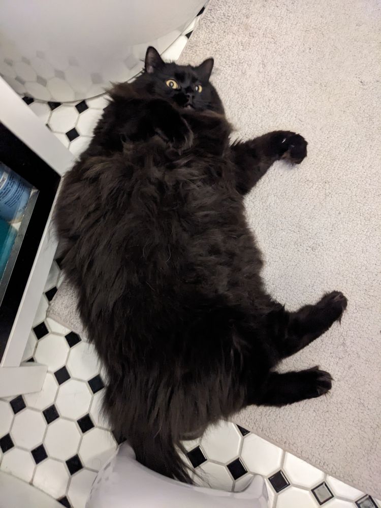 A large long haired black cat lays on a grey bath mat with her fluffy belly up. She is shaped like a squishy rectangular pillow.