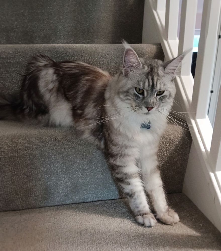 A photo of Roxy, a gray/silver mainecoon cat, sat on a stair with her front legs extended. She is wearing a dog bone style name tag on her collar