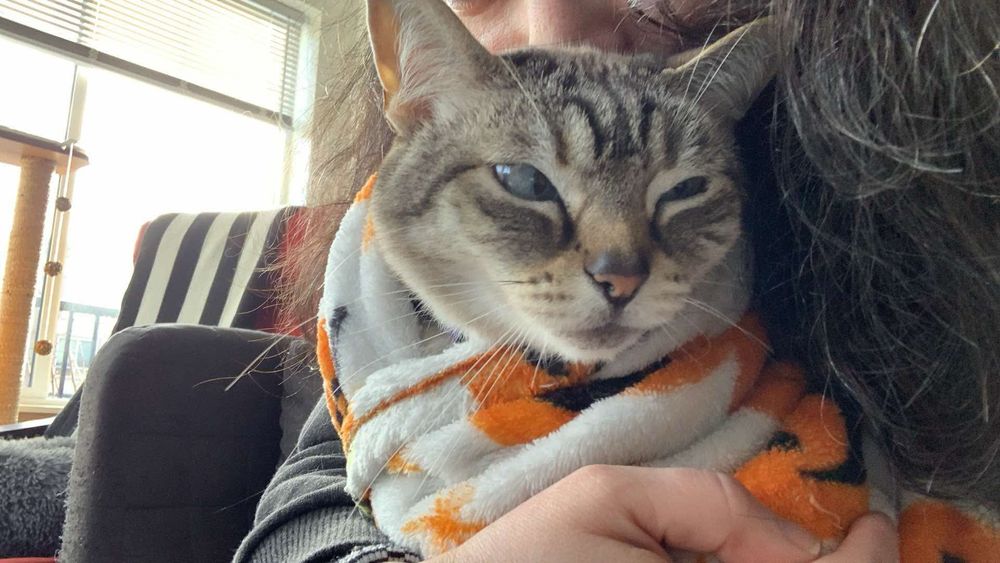 A cat being held in a Halloween blanket