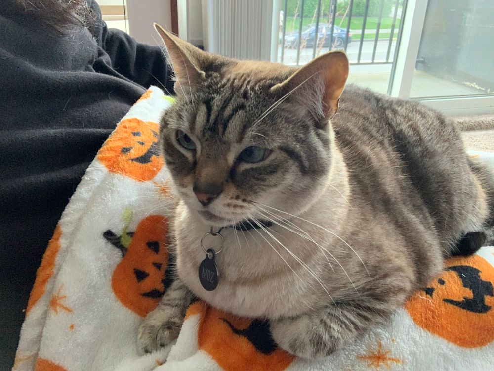 Cat laying on their human. One paw tucked, the other out.