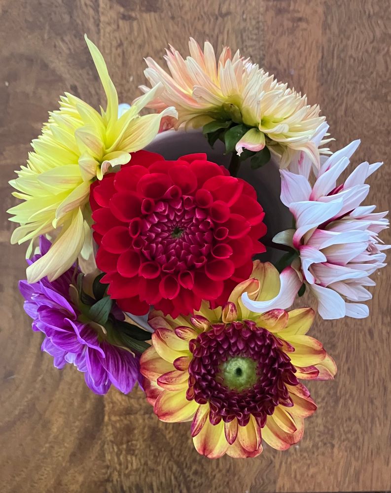 Dahlias placed in mug - photo from above on a wooden table. The blooms are red, in the centre, surrounded by yellows, oranges and very pale pink; plus purple and light orange. The shapes and sizes of the petals vary 