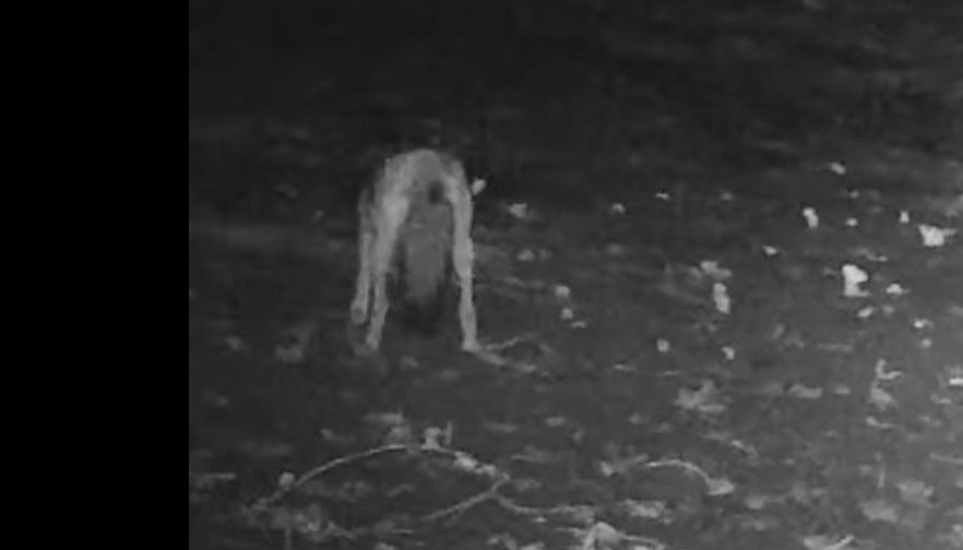 Black and white trailcam screenshot of a coyote, facing away, hind legs towards the camera and tail down. 
