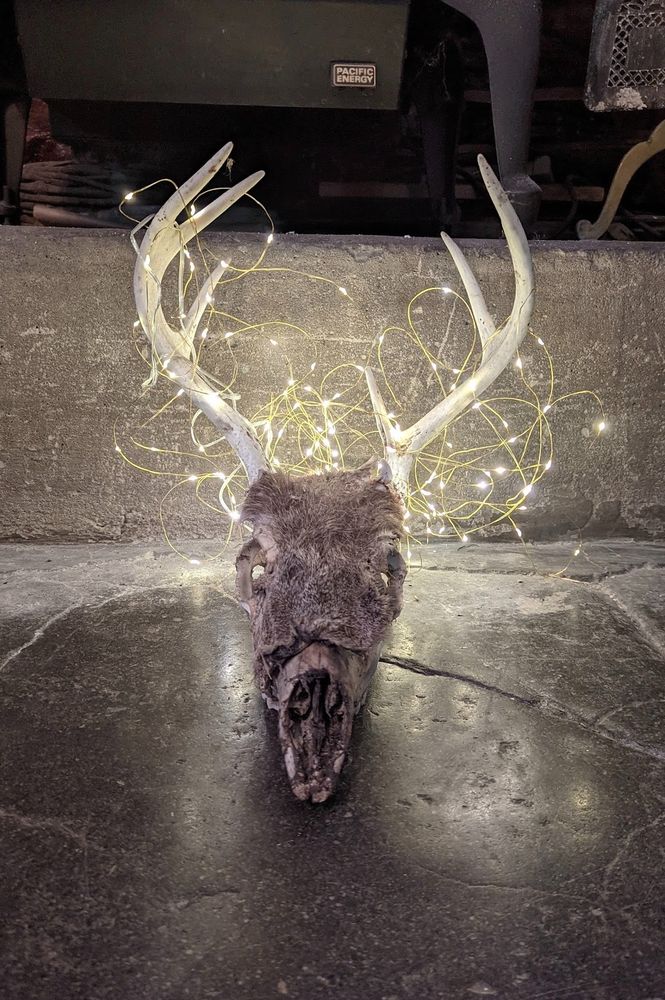 photo of a deer skull on a stone floor. It has some fur on it still, with a white rack of antlers surrounded in fairy lights. 