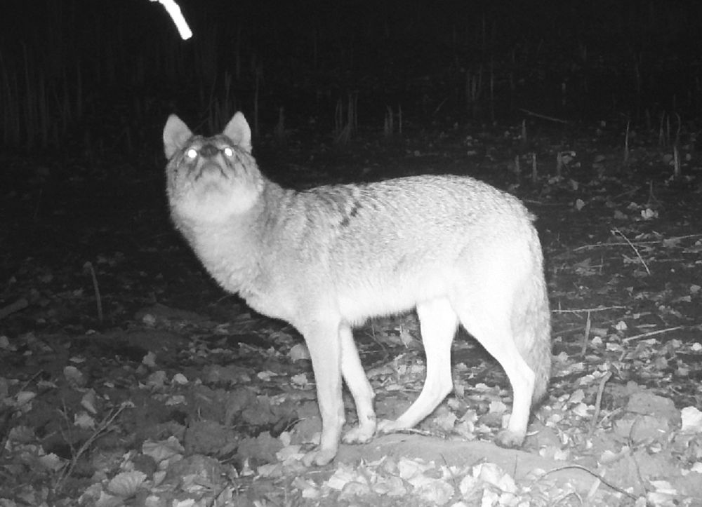 Black and white trailcam shot of a coyote in profile, on all fours, staring up at a branch poking in off screen