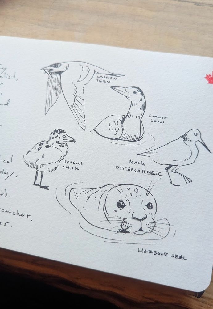 Simple line drawings of birds, including a tern, loon and baby seagull. At the bottom is a doodle of a seal coming out of the water. Small handwritten notes label each drawing. 