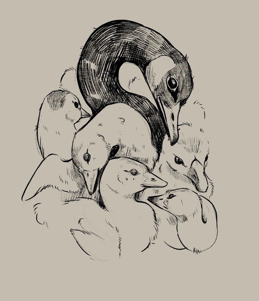 Rough sketch, black on beige, of several baby geese, mostly just their nexts and heads. One adult canada goose neck curls above the fluffy mass, head down, eye on the viewer. 