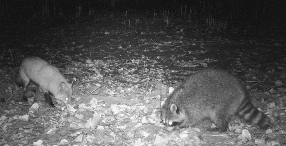 Black and white trailcam shot . Two foraging animals, facing each other. On the left, a fox. The right, a large raccoon.
