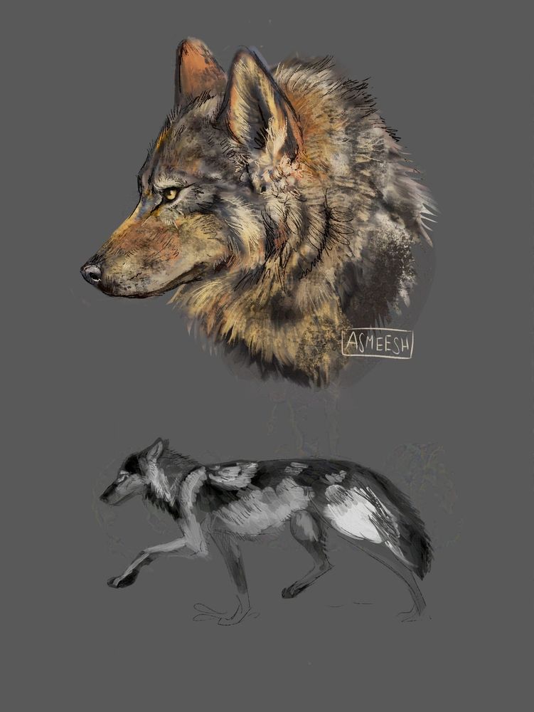 two digital drawings of wolves. The top is a head rendered in colour, facing left with a serious expression, the fur a motley of greys, browns and gold. The bottom one is in grey, a trotting wolf, rendered in rough strokes giving a sense of motion