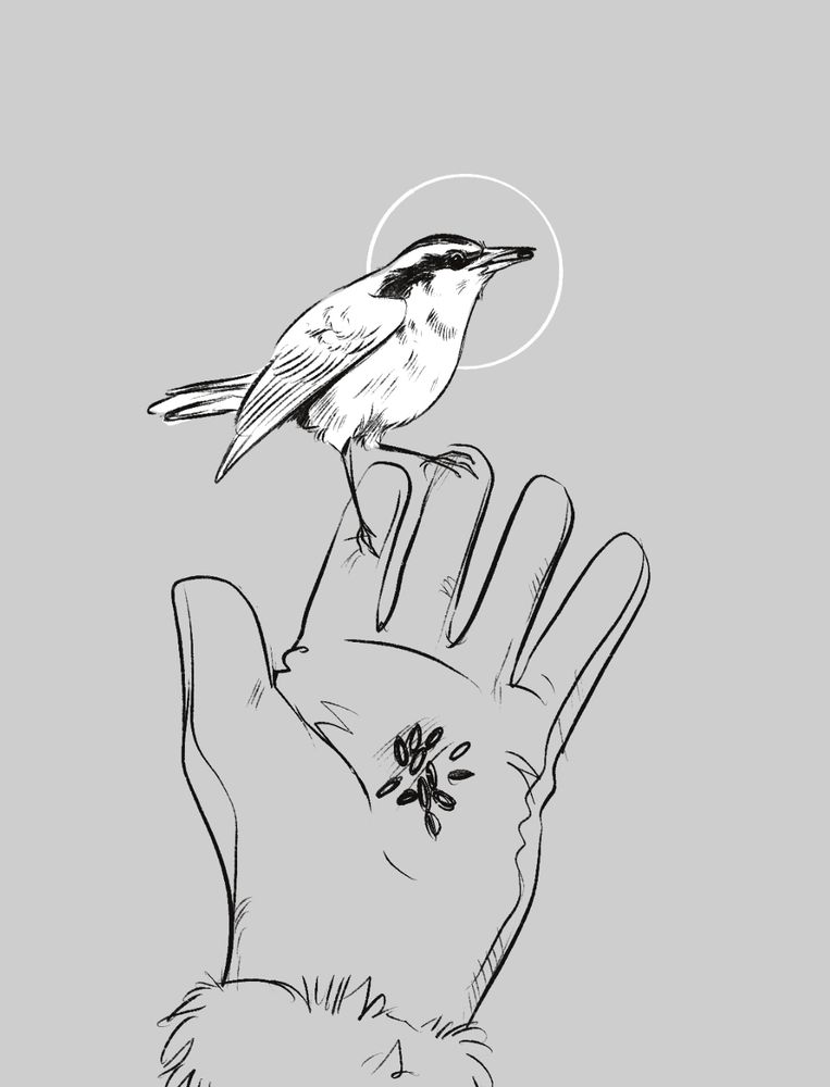 Rough greyscale digital sketch of an outstretched gloved hand with a nuthatch perched on the tips of the fingers. A small pile of seeds lay in the palm of the glove. The nuthatch perches with folded wings and holds a single black seed in its beak. 