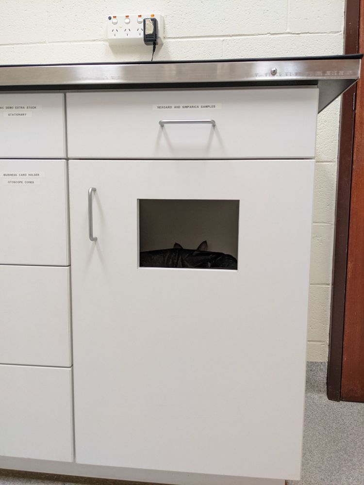 cat; hiding in vet's bin cupboard.