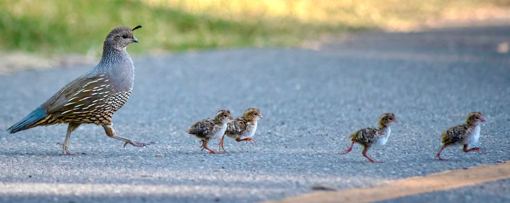 A mother quail escorting her four chicks across a bike path 