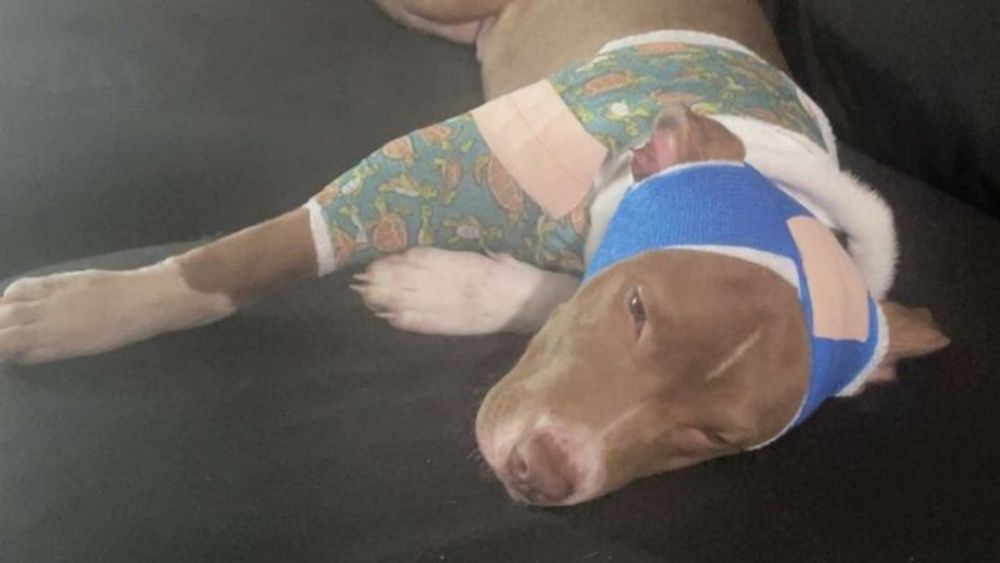 Urgent Care Needed for Sweet Dexter's Recovery, organized by Wensday O'Fallon