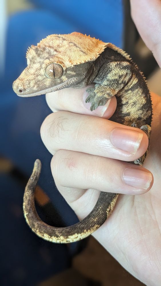 A picture of my Crested Gecko being held in my hand