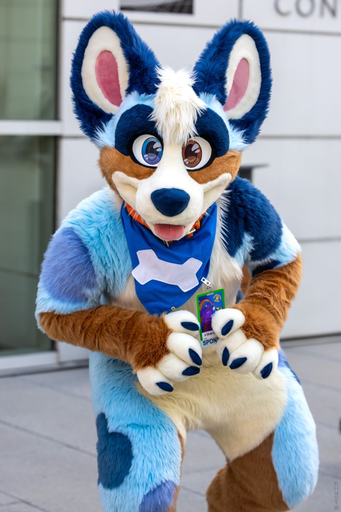 Blues looking towards viewer. Photo by yuvon! Taken at AC2025