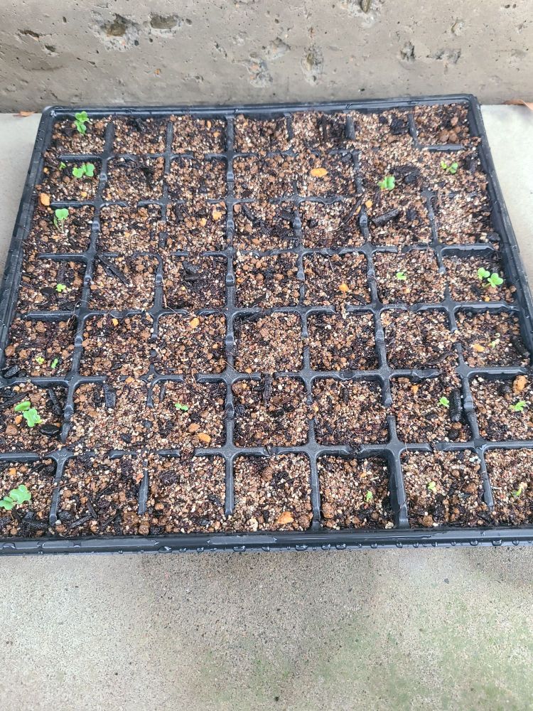 葉菜類 右から2列づつ小松菜、チンゲン菜、レタス、最後左端1列が水菜。