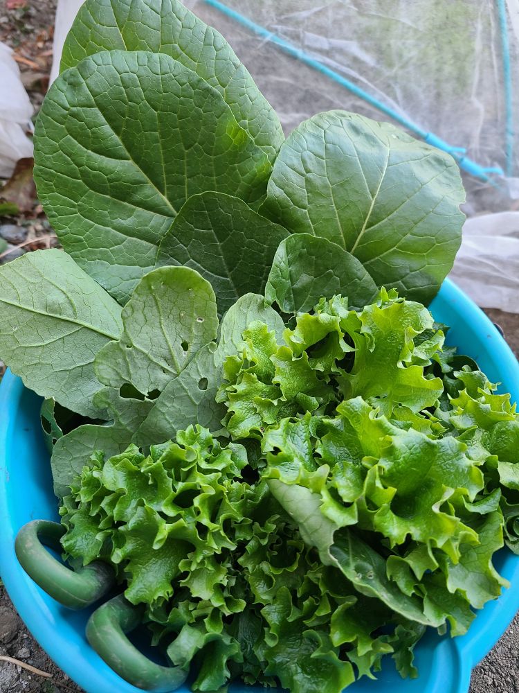 小松菜とフリルレタスの収穫
根ごと収穫せずに、手やハサミでかきとり収穫