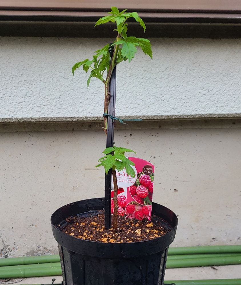 可愛がりすぎて根腐れだけは気をつけないと🤣