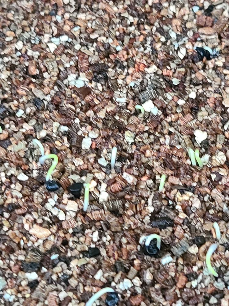 元気に来年の初夏まで育ってくれ玉ねぎさん🫡