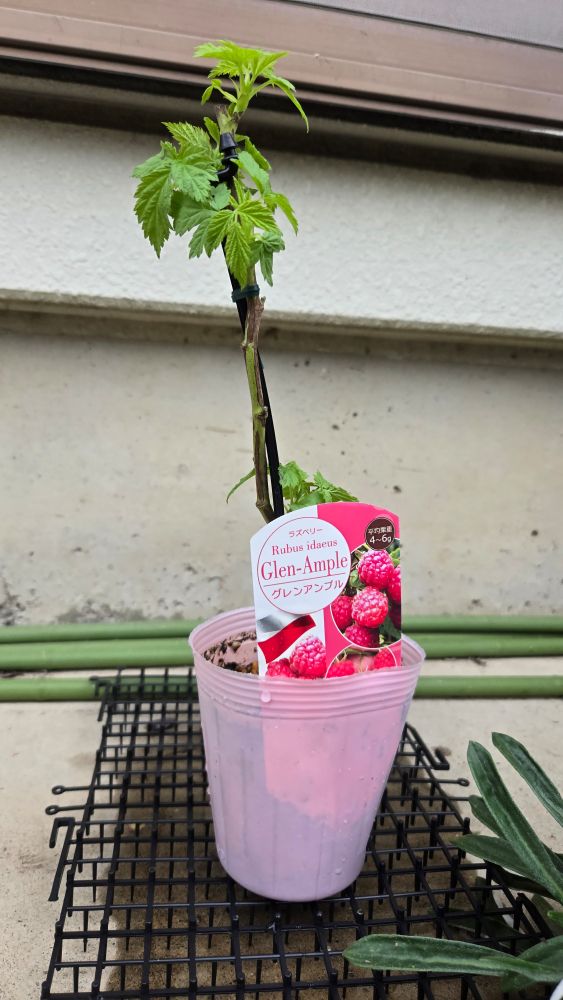 ラズベリー[グレンアンプル]
幹もしっかりした元気な苗でした。