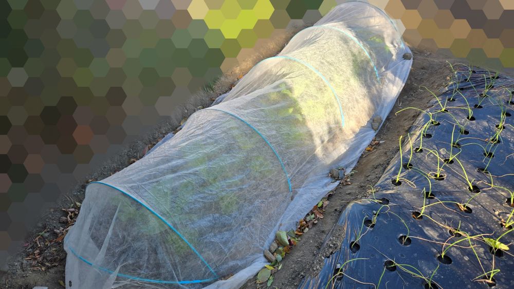 葉菜類（チンゲン菜小松菜水菜レタスの混植）の畝に不織布トンネルで防寒と鳥害よけ。
昨夜からの5、6メートルの風には無事に耐えたようです。