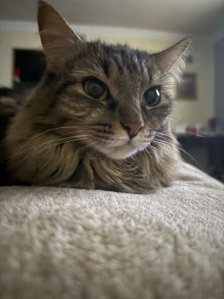 cat
