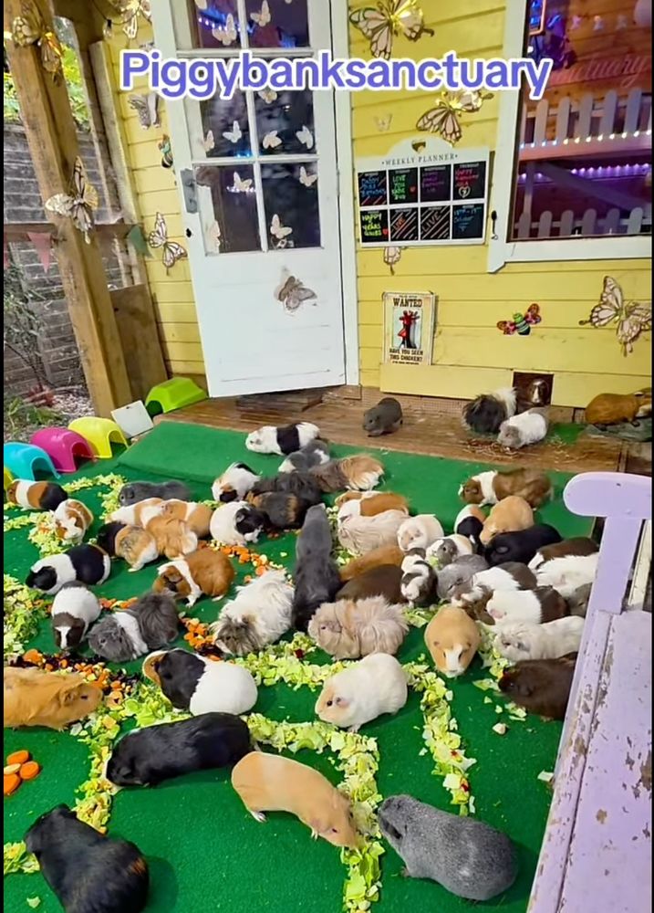 Twenty plus rescued guinea pigs at Piggy Bank sanctuary are eating their morning greens from an array presented in the shape of a halloween spider, it is very heart warming and gentle and sweet and I can  watch it without crying.