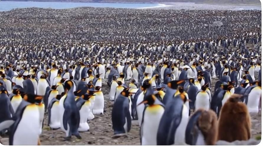 penguins on Heard Island. Photo borrowed from another post on here. #Antarctica