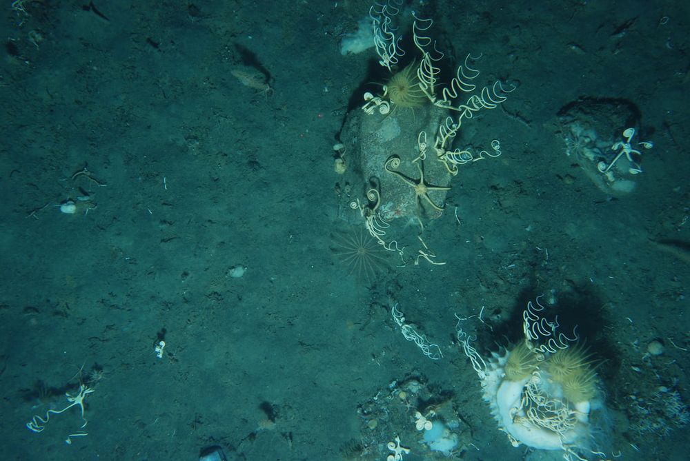 a yoyo camera benthic image from the western Antarctic Peninsula...some amazing Astrotoma agassizii brittle stars and a large vase sponge and crinoids. 