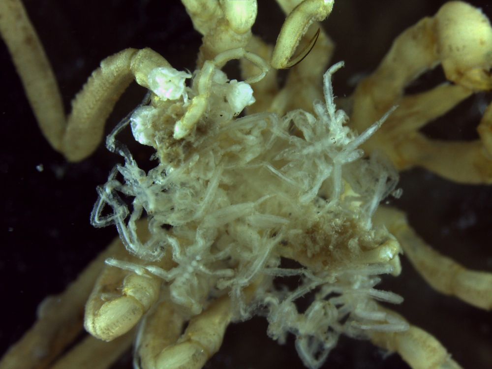 Austropallene cornigera, male, with brood