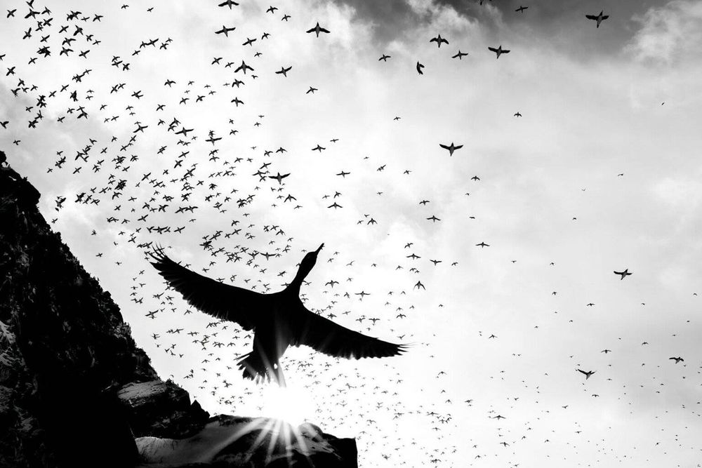 A black and white photograph showing a flock of birds in the sky