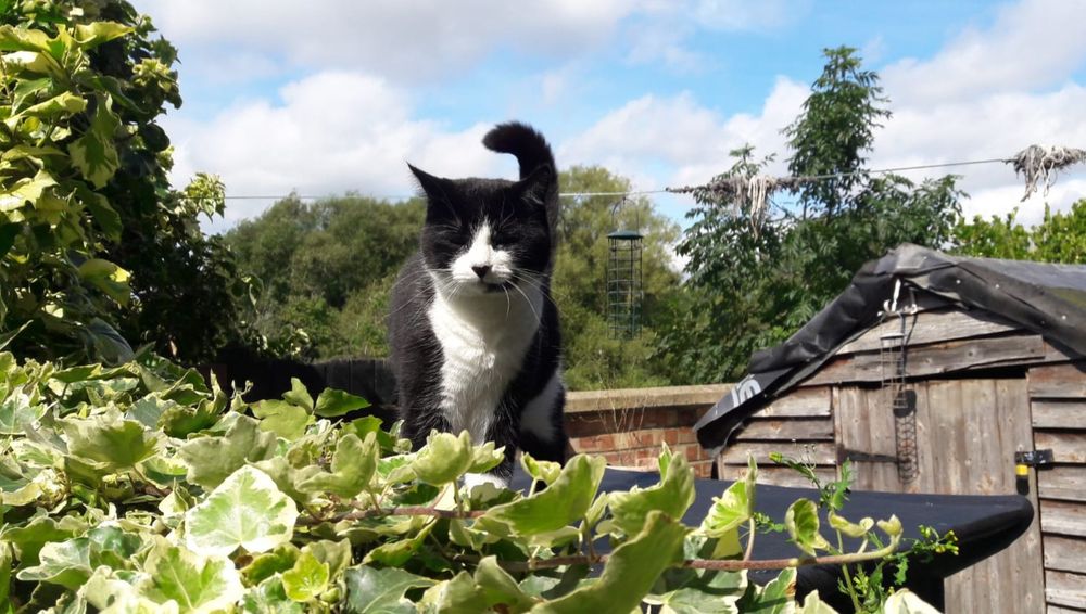 תוכן מעניין מאוקספורז בצורת חתול מסונוור מקרני השמש המפתיעה של נובמבר 2024 על גג מחסן עץ מכוסה עלווה ירוקה ושמיים תכולים-לבנים ברקע