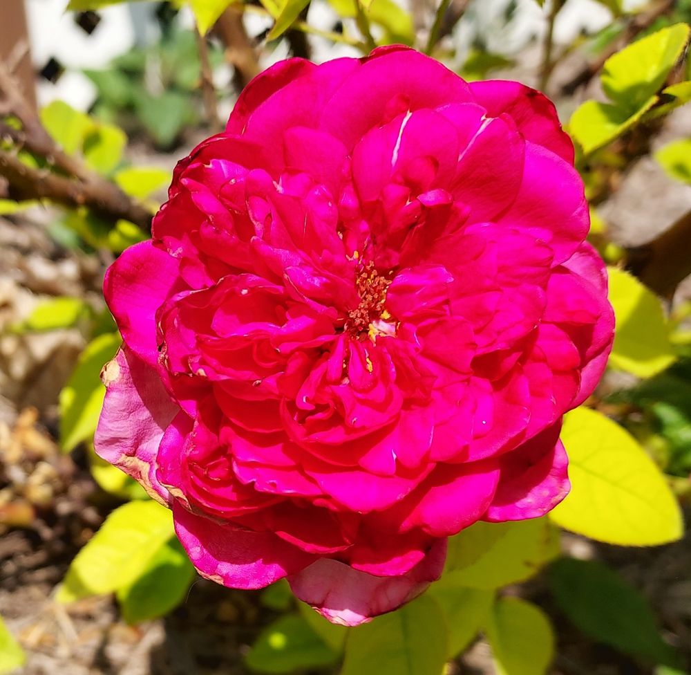 Ta-da! The Dark Lady in full bloom. Again, it's actually a darker magenta than this.