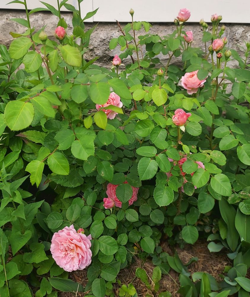 Eustacia Vye: rose bush with big medium pink flowers. 