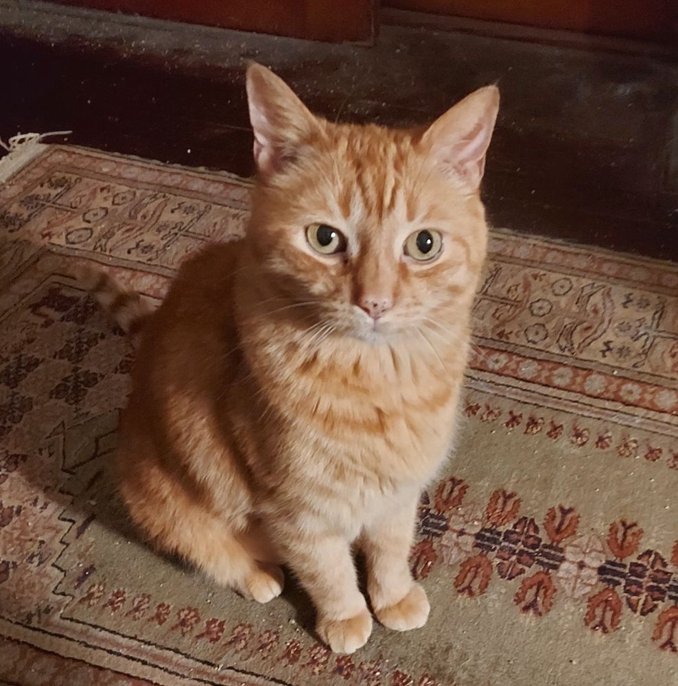 A red mackerel tabby cat stares solemnly at the camera. He has one particularly distinct nose freckle and eyes just a half-shade greener than his fur 