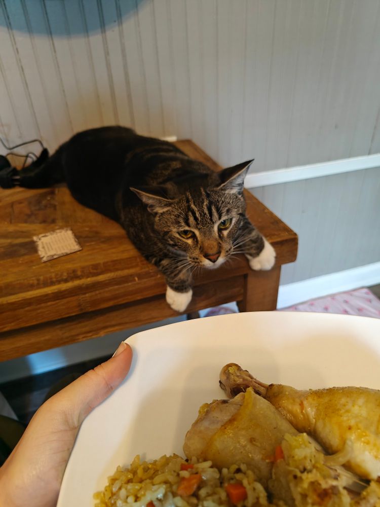 A tabby cat with white paws flattening himself on the kitchen table and making a silly face as he eyes my plate of food.