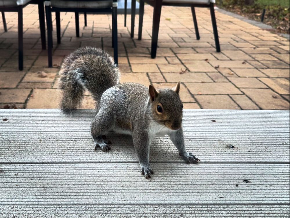 Photograph of a grey squirrel with white belly and a wide stance on a white step. Squirrel appears to have gotten close to the photo taker (in anticipation of requesting food)