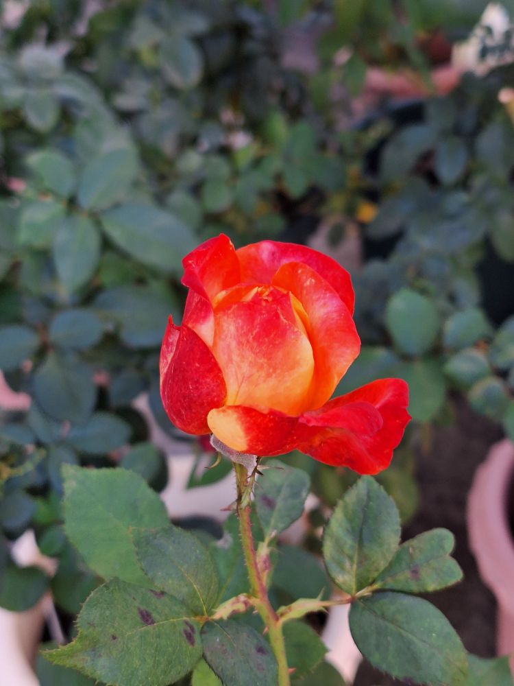 赤と黄色が混ざった花びらのバラ