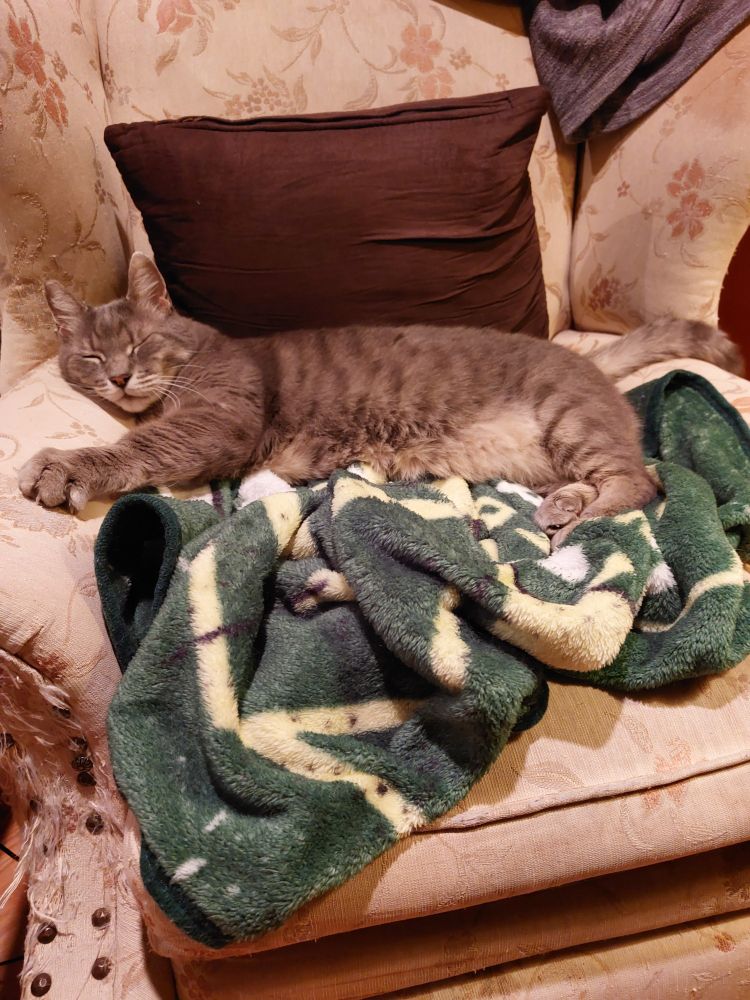 GB, our grey boy kitty, is sleeping on a green Portland Timbers blanket on a chair in our front room.