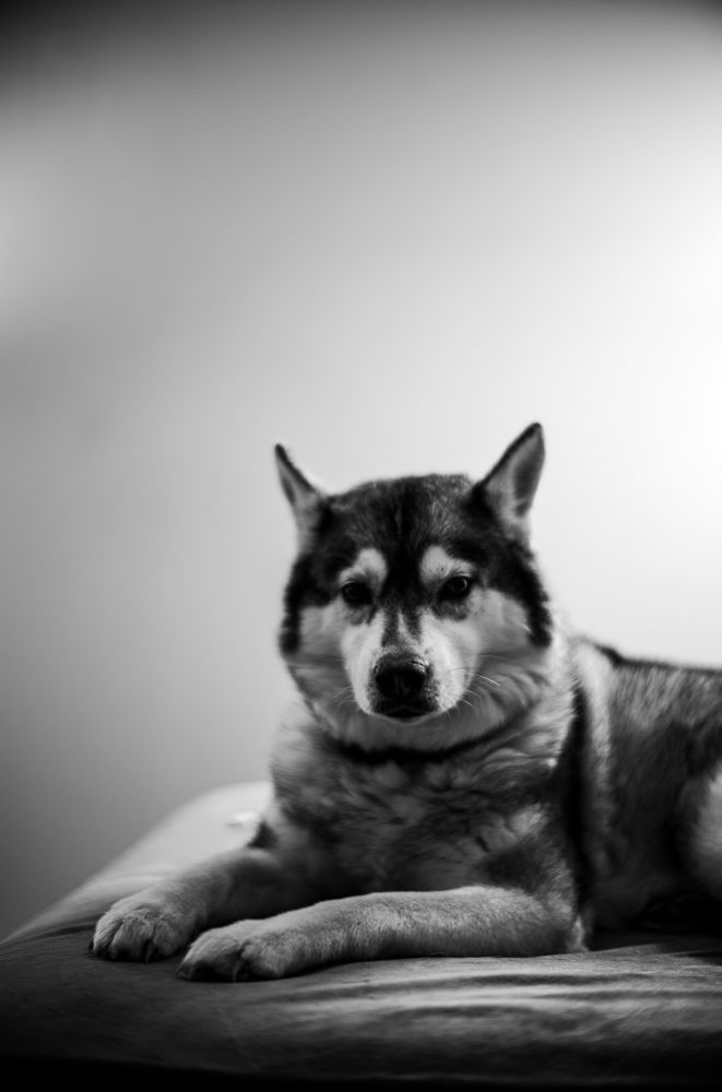 A black and white portrait of a fluffy husky lying on a cushion, head perked up facing the camera.  She makes eye contact with the camera, the back-ground is off-white grey and her hindquarters are out of frame.