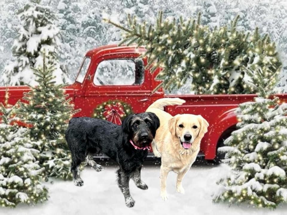 Photo of a black goldendoodle and cream golden retriever in front of an antique red truck & snow-covered trees