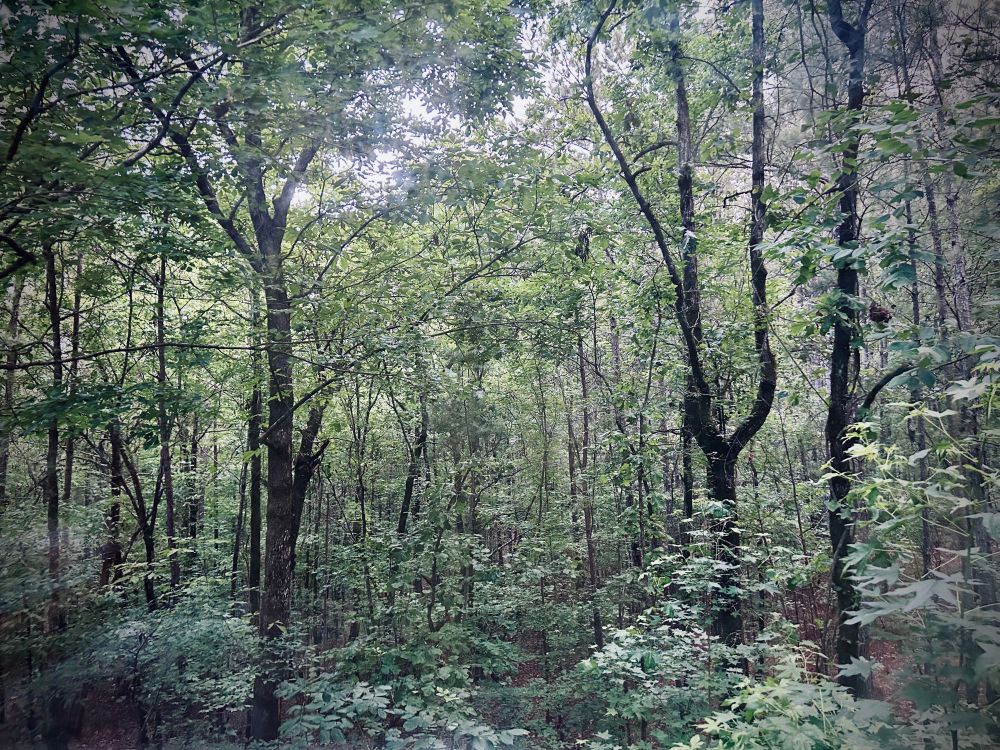 Full frame of a green forest
