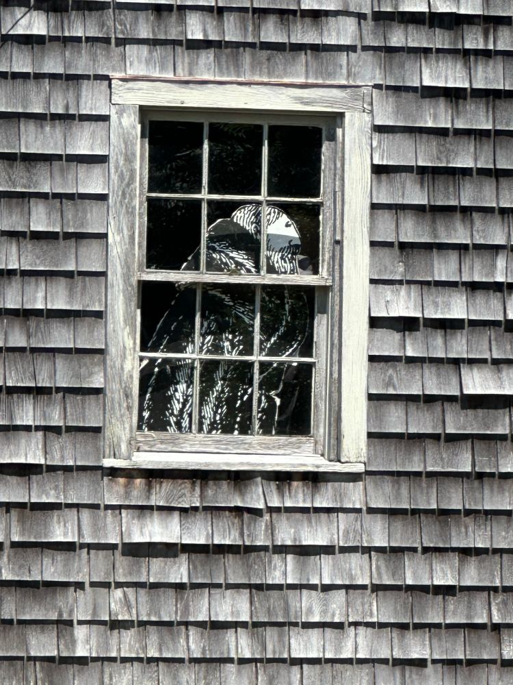 Life-sized Edward Gorey self-portrait behind window of grey shingled barn  
